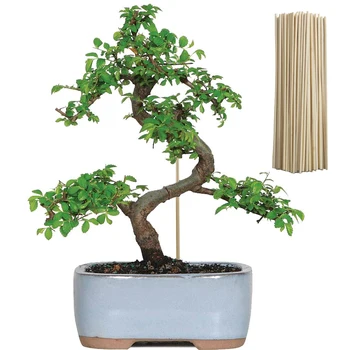 50db behelyezve Kezdőlap Szilárd ültetés Kis bonsai univerzális növénynövekedést támogató rúd bambusz karók Kerti szerszámok beltéri kültéri